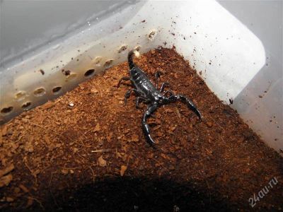 Лот: 1945169. Фото: 1. Скорпион heterometrus longimanus. Остальные животные