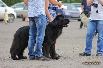 Лот: 6360738. Фото: 1. Щенки Ньюфаундленда. Собаки, щенки
