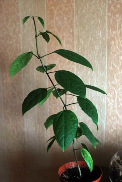 Лот: 4516789. Фото: 1. Клеродендрум Томсона. Горшечные растения и комнатные цветы