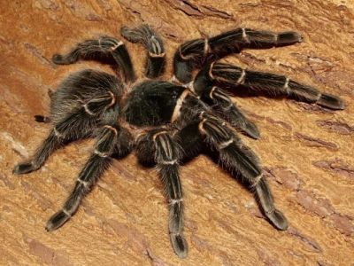 Лот: 4435712. Фото: 1. Паук Lasiodora parahybana L8. Остальные животные