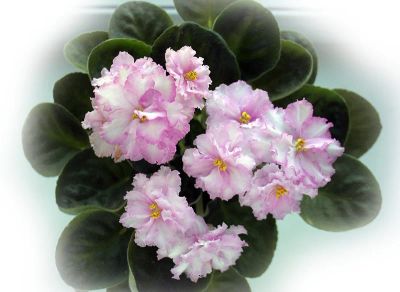 Лот: 6299913. Фото: 1. Сортовая фиалка ЕК-Рождение любви... Горшечные растения и комнатные цветы
