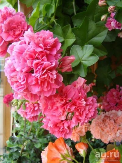Лот: 9310469. Фото: 1. Пеларгония плющелистная Pink Chart... Горшечные растения и комнатные цветы