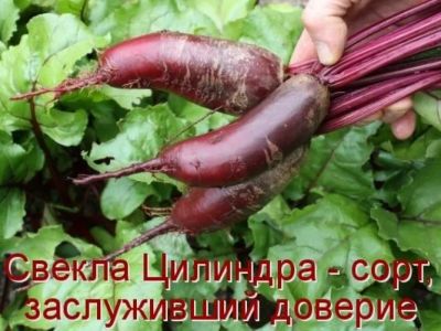 Лот: 14542877. Фото: 1. Свекла. Овощи, фрукты, зелень