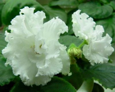 Лот: 6299555. Фото: 1. Сортовая фиалка ЛЕ-Жизель или... Горшечные растения и комнатные цветы