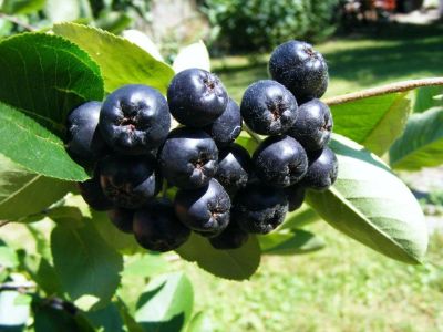 Лот: 11913698. Фото: 1. ягоды калины рябины аронии черноплодной... Ягоды, орехи