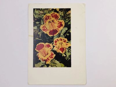 Лот: 23296589. Фото: 1. Мимулус. Открытка. 1964. Открытки, конверты
