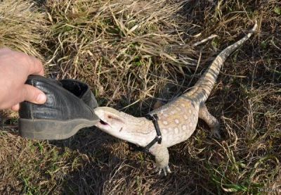 Лот: 2885675. Фото: 1. Капский варан (Varanus exanthematicus... Остальные животные