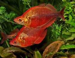 Лот: 6290215. Фото: 1. (Glossolepis incisus) местного... Рыбки