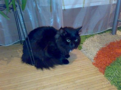 Лот: 547232. Фото: 1. Кот Бегемот ждет хозяев. Остальные животные