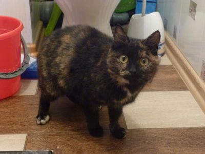 Лот: 3799041. Фото: 1. Марго ищет хозяев. Кошки, котята