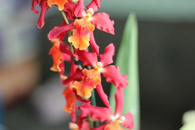 Лот: 16414013. Фото: 1. Орхидея одонтоглоссум ароматная. Горшечные растения и комнатные цветы