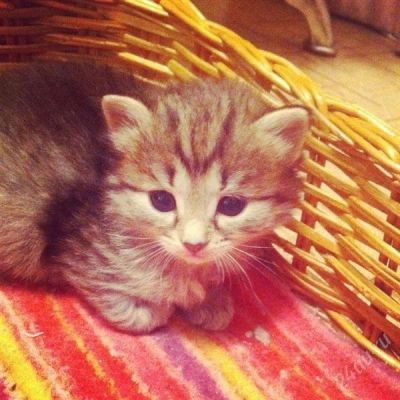 Лот: 2577942. Фото: 1. Отдам котенка 1,5 мес. Кошки, котята