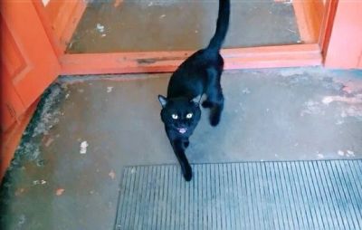 Лот: 16261908. Фото: 1. Общительный чёрный кот, ласковый... Кошки, котята