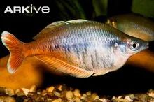 Лот: 6294430. Фото: 1. Chilatherina bleheri местного... Рыбки