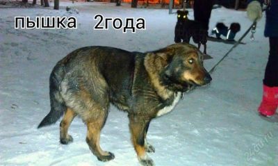 Лот: 2458262. Фото: 1. Сучка 2года ищет хоязев) ВСМ... Собаки, щенки