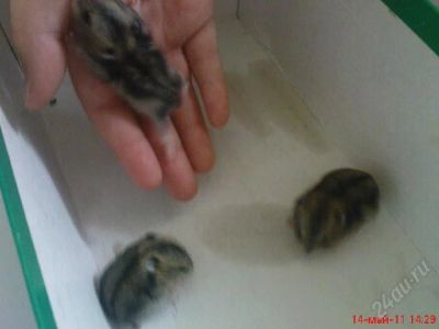 Лот: 972703. Фото: 1. Хомячки Джунгарские. Остальные животные