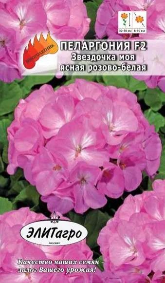 Лот: 11025629. Фото: 1. Пеларгония Звездочка моя ясная... Садовые цветы
