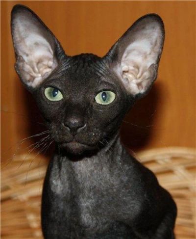 Лот: 10992164. Фото: 1. Сфинкс приму в дар котенка. Кошки, котята