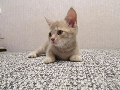 Лот: 4962708. Фото: 1. шотландские котята девочка. Кошки, котята