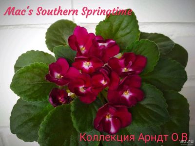 Лот: 12884509. Фото: 1. Фиалка Mac's Southern Springtime... Горшечные растения и комнатные цветы