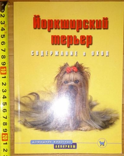 Лот: 4513057. Фото: 1. Йоркширский терьер. Домашние животные