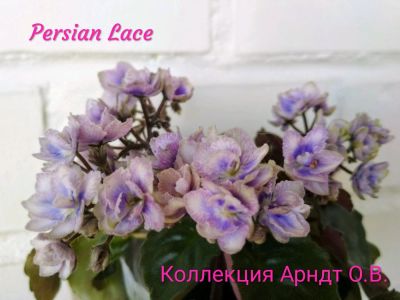 Лот: 11048999. Фото: 1. Фиалка Persian Lace, лист. Горшечные растения и комнатные цветы