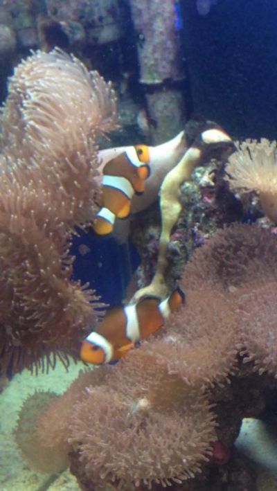 Лот: 6501583. Фото: 1. Морской аквариум с живыми кораллами... Рыбки