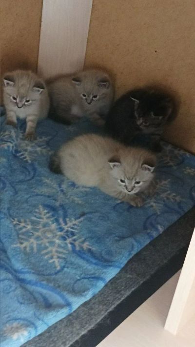 Лот: 21006808. Фото: 1. Котята домашие. Кошки, котята