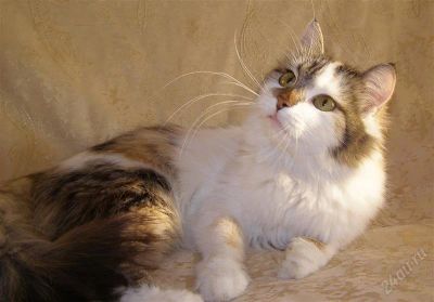 Лот: 1391522. Фото: 1. Пушистая трехцветная кошка!. Кошки, котята