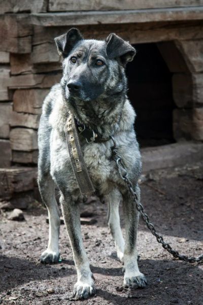 Лот: 5148535. Фото: 1. Собака Жуля. Собаки, щенки