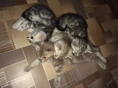 Лот: 5678880. Фото: 1. Британские мраморные котята. Кошки, котята