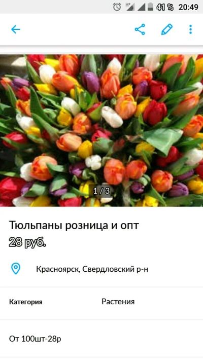 Лот: 11109499. Фото: 1. Тюльпаны опт розница. Подарки на 8 марта