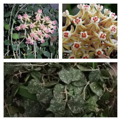 Лот: 18052409. Фото: 1. Хойя куртиси, черенок. Горшечные растения и комнатные цветы