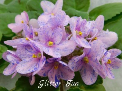 Лот: 13912508. Фото: 1. Фиалка детка Glitter Fun. Горшечные растения и комнатные цветы