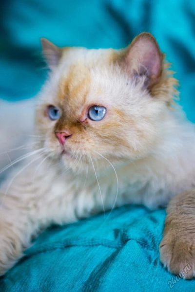 Лот: 5847763. Фото: 1. Шикарный породистый кот бесплатно. Кошки, котята