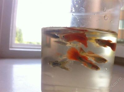 Лот: 1639163. Фото: 1. Гуппи. Рыбки