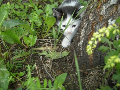 Лот: 4319447. Фото: 1. Котята, в хорошие руки!!!. Кошки, котята