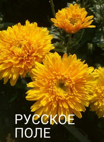 Лот: 8883585. Фото: 1. Русское поле. Садовые цветы