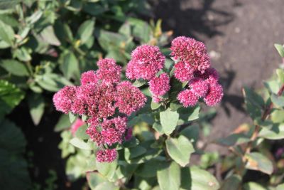Лот: 9080993. Фото: 1. Очиток видный (Sedum spectabile... Садовые цветы
