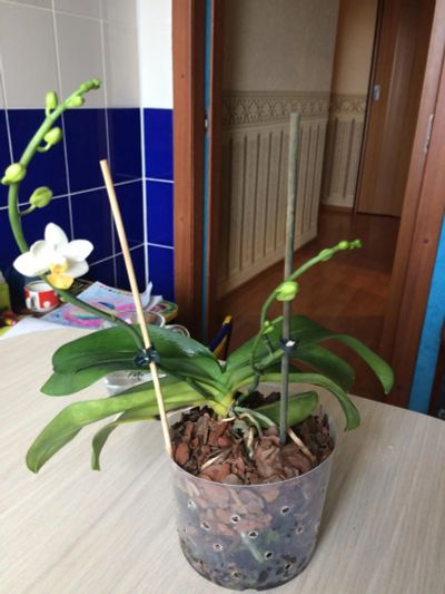 Лот: 11509690. Фото: 1. Орхидея мелкоцветковая цветущая... Горшечные растения и комнатные цветы