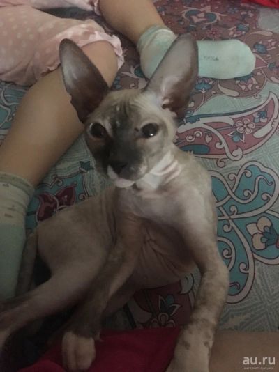 Лот: 12968340. Фото: 1. Котенок сфинкс девочка. Кошки, котята