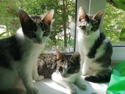 Лот: 14349959. Фото: 1. Котята ищут хозяйна. Кошки, котята