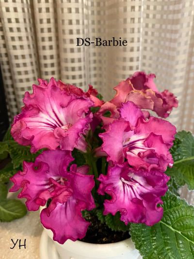 Лот: 18312987. Фото: 1. Стрептокарпус DS-Barbie (стартер... Горшечные растения и комнатные цветы