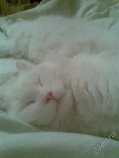 Лот: 2662889. Фото: 1. Отдам Котэ в хорошие руки. Кошки, котята