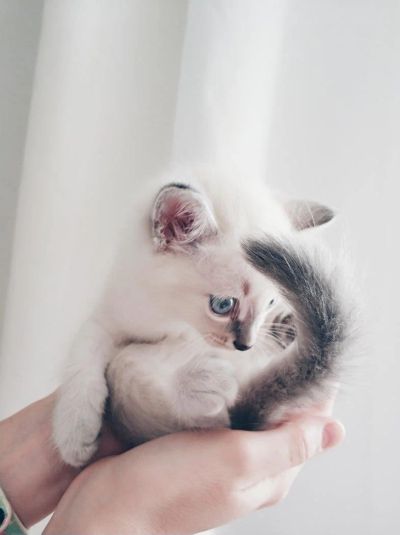 Лот: 11277953. Фото: 1. Котёнок. Кошки, котята