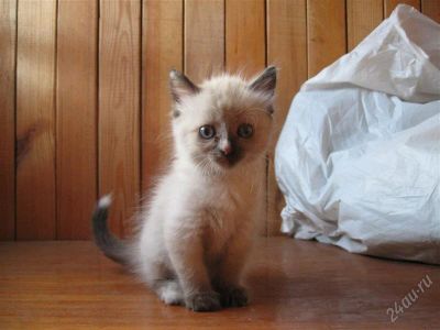 Лот: 1032782. Фото: 1. Котята 2 месяца отдам. Разное