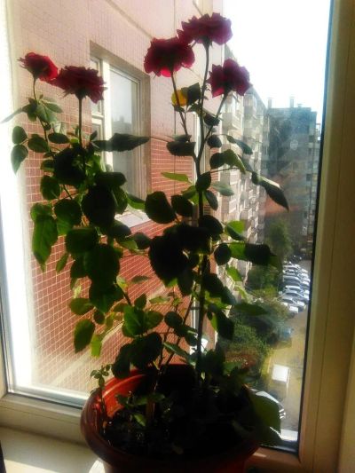 Лот: 9881846. Фото: 1. Роза. Горшечные растения и комнатные цветы