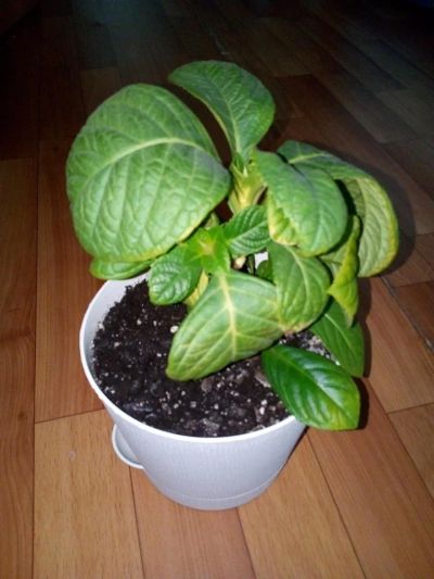 Лот: 9747540. Фото: 1. Гортензия. Взрослый домашний куст. Горшечные растения и комнатные цветы