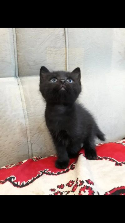 Лот: 13968939. Фото: 1. Котятки. Кошки, котята