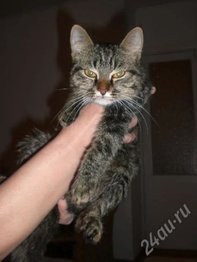 Лот: 171574. Фото: 1. в добрые руки, красивого котика... Остальные животные